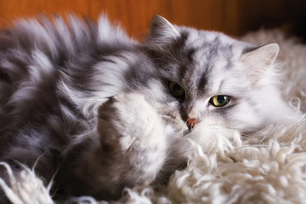 Pelzige Weiße Katze Mit Schönem Aussehen — Stockfoto