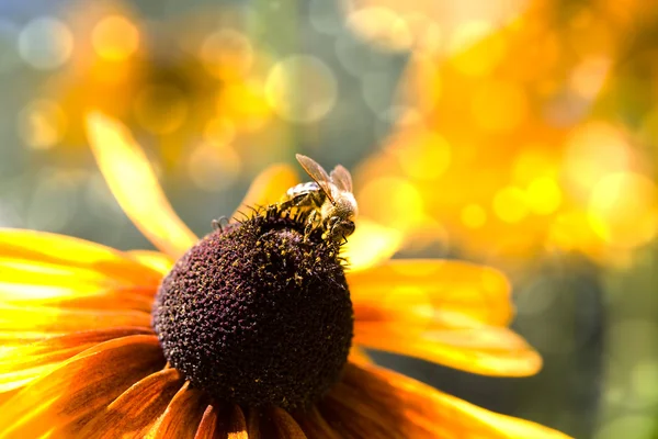 Insetto delle api — Foto Stock