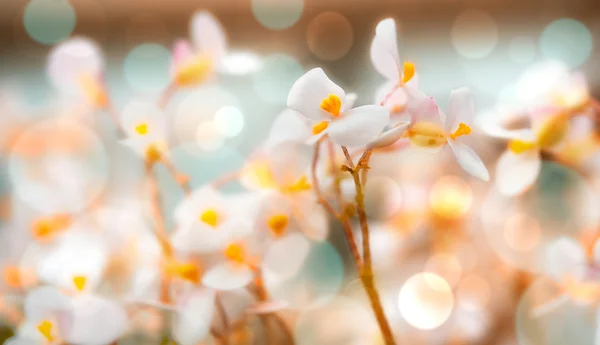 白い春の花 — ストック写真