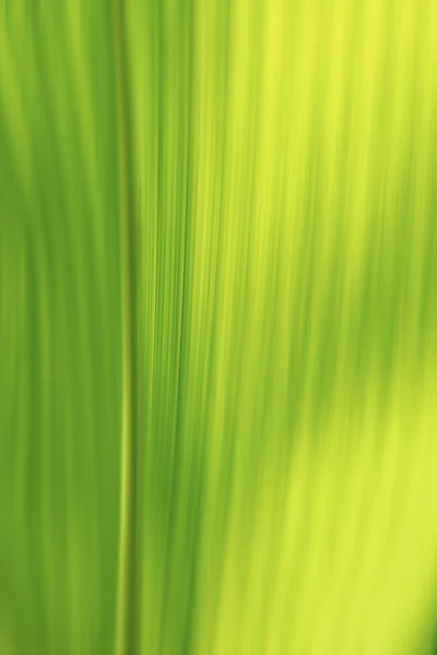 写真の抽象的なマクロの植物 — ストック写真