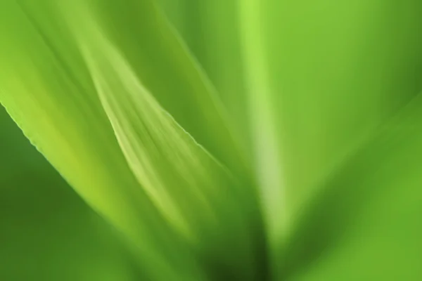 Foto abstrakt makro växter — Stockfoto