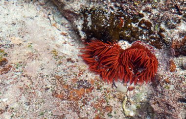 parlak turuncu deniz anemon