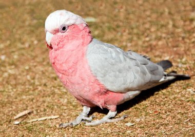 pembe ve gri papağan çimenlerin üzerinde yürüyüş