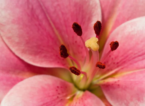 Makro růžové lilly — Stock fotografie