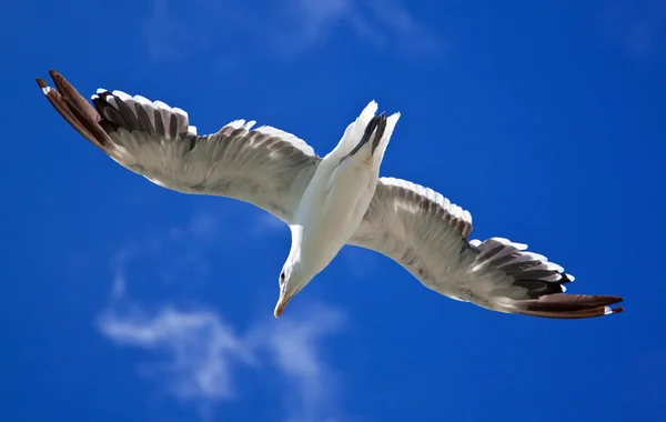 Sea gull proti jasně modré obloze — Stock fotografie