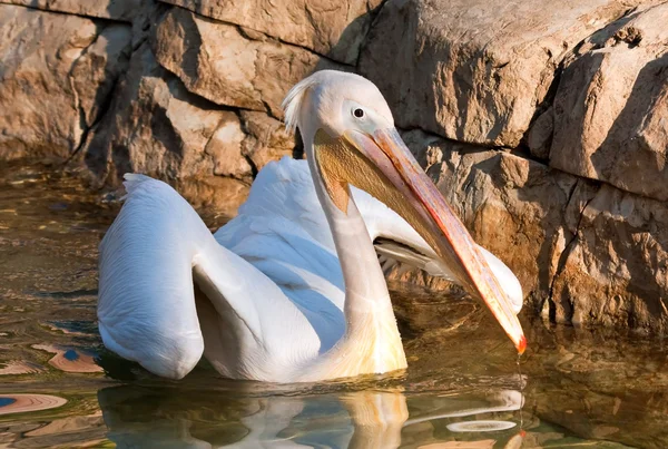 Pelican nuotare su uno stagno Immagini Stock Royalty Free
