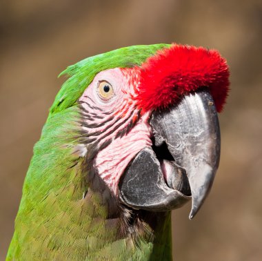 Green Parrot with red feathers on beak clipart