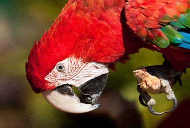 Red Parrot inspecting its claws clipart