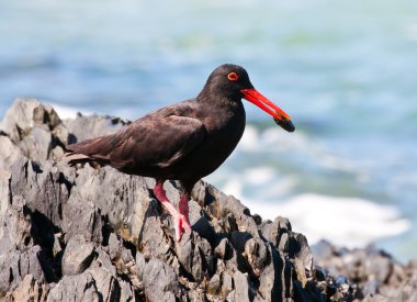 African Oyster Catcher sitting on a rock with his food clipart