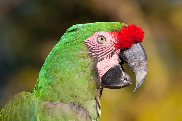 stock image Green Parrot with red feathers on beak