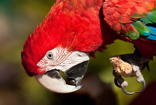 stock image Red Parrot inspecting its claws