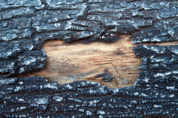 stock image Structure of a burned tree