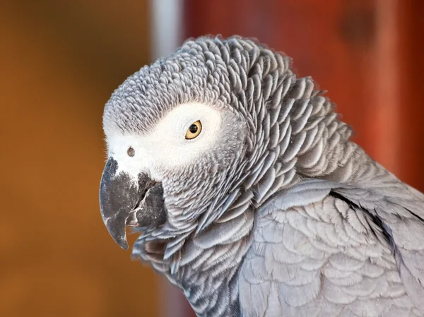 stock image African grey parrot closeup portrait