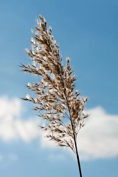 Arkadan aydınlatmalı çim tohumu — Stok fotoğraf