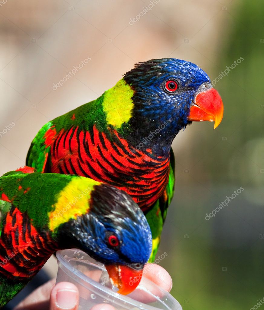 Two parrots eating from a cup in hand — Stock Photo © AOosthuizen 4414803