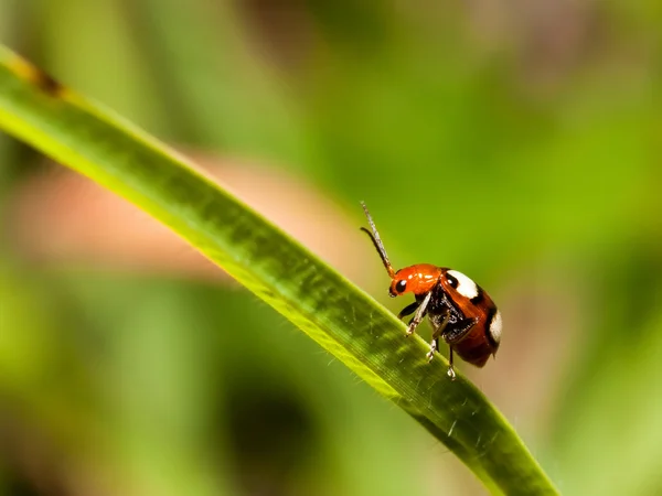 Colourful bug on grass stem — Stock Photo, Image