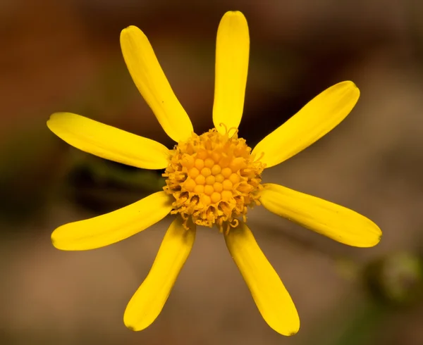 Sarı bir çiçeğin makrosu — Stok fotoğraf