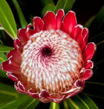 Macro of red protea centre from the top with interesting pattern clipart