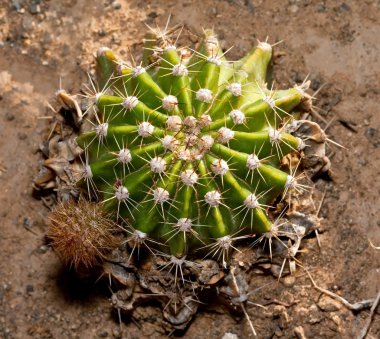 Small Cactus with sharp thorns in the sand in a desert clipart