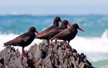 African Oyster Catchers sitting on a jagged rock clipart