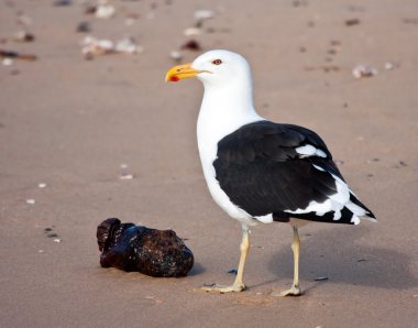 Kumsalda yemek yeme cape martı