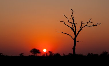 bir ağaç silueti ile Afrika günbatımı