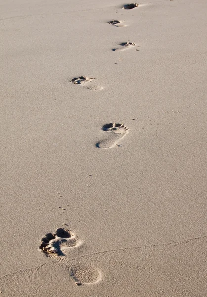 Impronte Una Spiaggia Sabbia Bagnata — Foto Stock