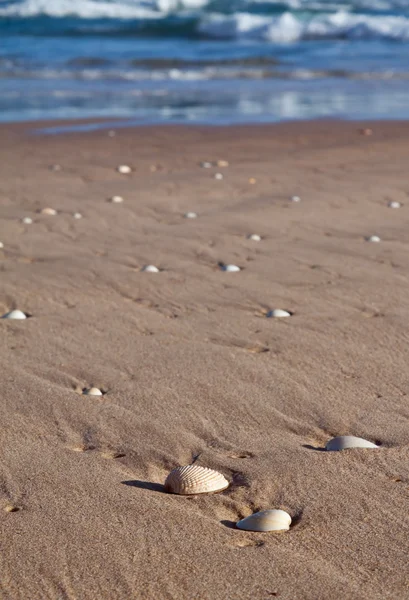 Islak kum plaj deniz kabukları yalan yıkanmış — Stok fotoğraf
