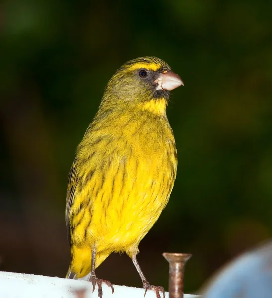 Closeup Yellow Canary Sitting Balcony — Stock Photo, Image