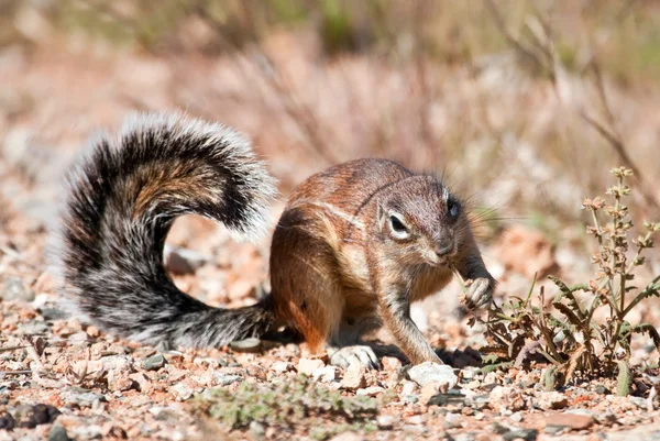 Ground Squirrel Eating Grass Seeds Ground Desert — Stock Photo, Image