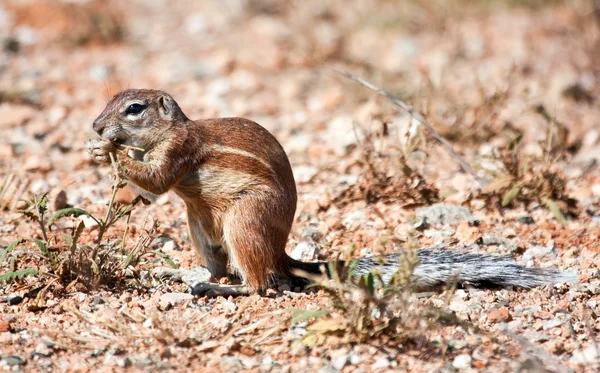 地松鼠在沙漠里的地上吃草种子 — 图库照片