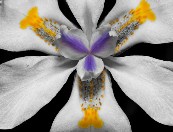Macro Lilly Blanco Negro Con Color Limitado Añadido — Foto de Stock