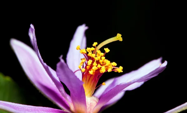 Bir Mor Pembe Sarı Lilly Ayakta Dışarı Yaprakları Makro — Stok fotoğraf