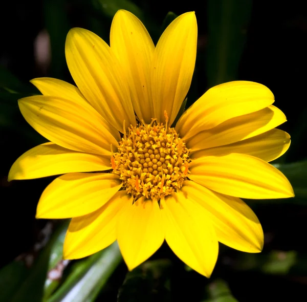 Macro Bright Yellow Flower Dark Background Detail — Stock Photo, Image