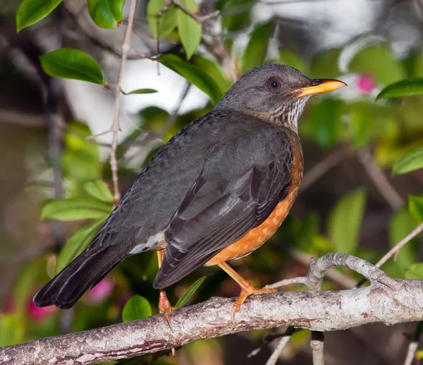 Olive thrush in a tree in the shade — Stock Photo, Image