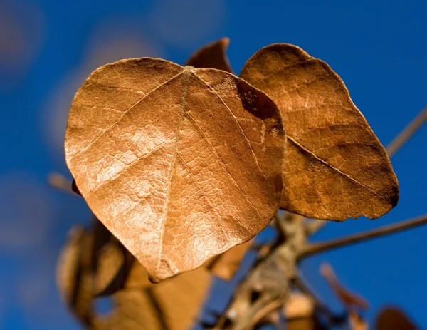 Brązowe liście z jasnego nieba — Zdjęcie stockowe