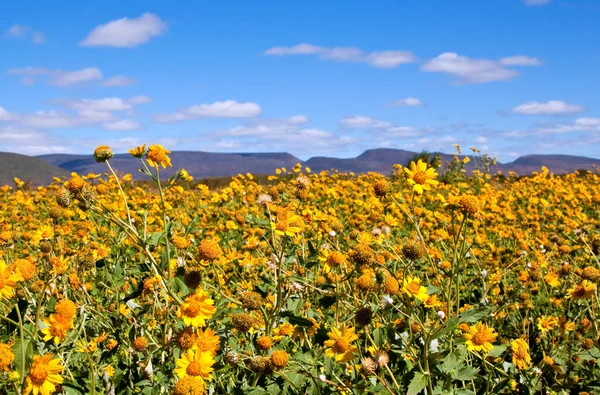 Campo Flores Silvestres Amarelas Karoo — Fotografia de Stock