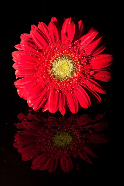 Reflexão de uma flor vermelha com salpicos de água — Fotografia de Stock