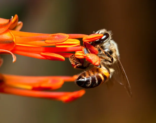 Μακροεντολή Μέλισσα Που Κρέμονται Πάνω Πορτοκαλί Λουλούδι — Φωτογραφία Αρχείου