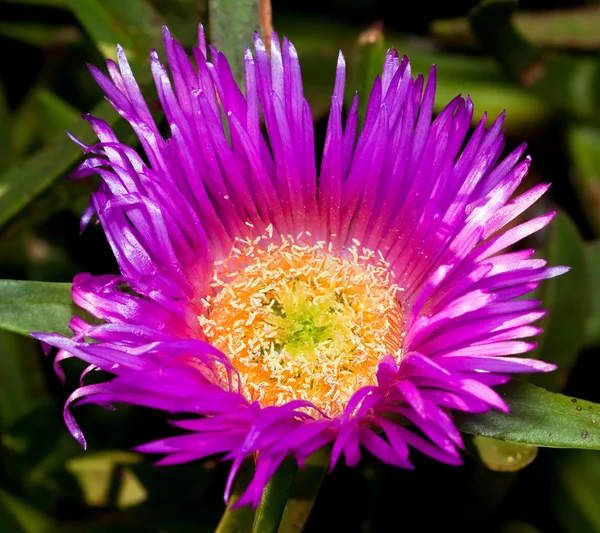 Macro Fleur Violette Avec Centre Jaune Vif Avec Détail — Photo