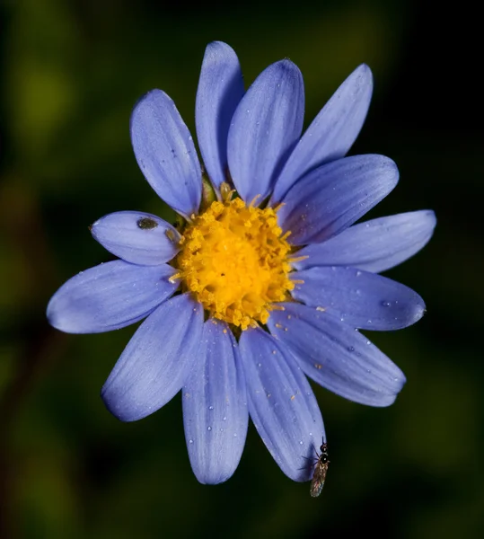 Makro Fioletowy Kwiat Błędami Zielonym Tle — Zdjęcie stockowe