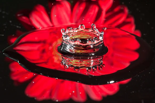 一朵红花在滴飞溅的水在黑色的表面上的反射 — 图库照片
