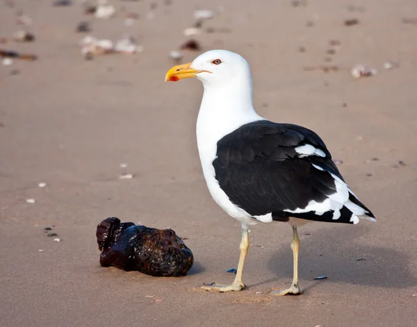 Cape Gull manger de la nourriture sur la plage — Photo