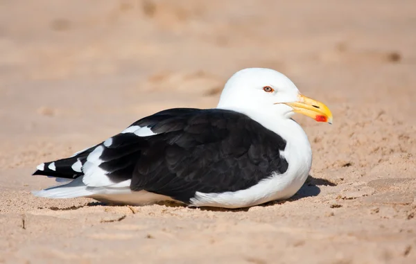 Cape Gull assis sur la plage — Photo