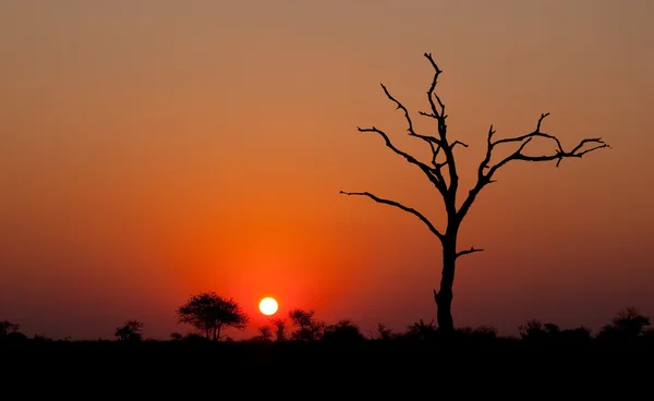 Bir Ağaç Silueti Ile Afrika Günbatımı — Stok fotoğraf