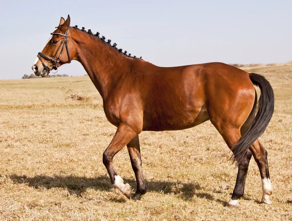 Svart og brun hest står på gress. – stockfoto