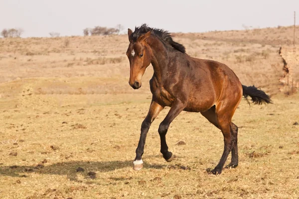 Schwarz Braunes Pferd Mit Weißem Fleck Läuft Auf Einem Bauernhof — Stockfoto