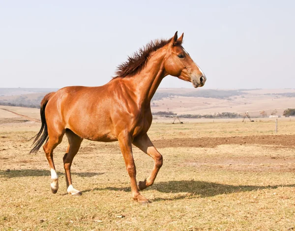 Bruin Paard Uitgevoerd Droog Gras Blauwe Hemel Boerderij — Stockfoto