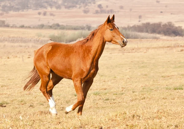 Brązowy Koń Suchej Trawy Błękitne Niebo Farmie — Zdjęcie stockowe