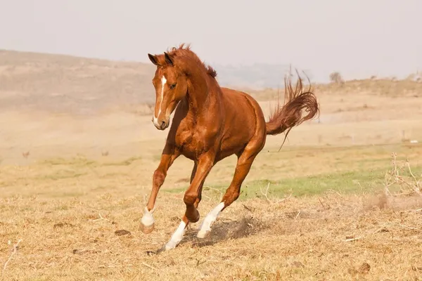 Kaštanový kůň běžící na farmě — Stock fotografie